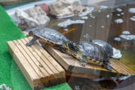 FEATURE -  Teenage Mutant Ninja Turtle-Superfan beherbergt 1000 Schildkröten
