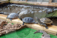 FEATURE -  Teenage Mutant Ninja Turtle-Superfan beherbergt 1000 Schildkröten