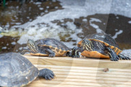 FEATURE -  Teenage Mutant Ninja Turtle-Superfan beherbergt 1000 Schildkröten