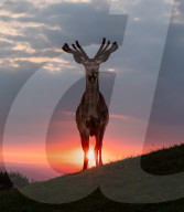 FEATURE - Majestätisch: Hirsch posiert vor Sonnenuntergang
