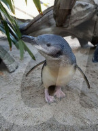 FEATURE - Neuseelandischer Zoo kürt besten und ungezogensten Pinguin