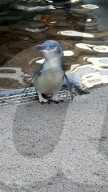 FEATURE - Neuseelandischer Zoo kürt besten und ungezogensten Pinguin