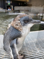 FEATURE - Neuseelandischer Zoo kürt besten und ungezogensten Pinguin