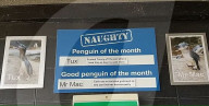 FEATURE - Neuseelandischer Zoo kürt besten und ungezogensten Pinguin