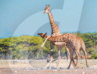 FEATURE - Kung Fu Giraffen im Etosha-Nationalpark