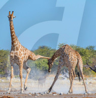 FEATURE - Kung Fu Giraffen im Etosha-Nationalpark