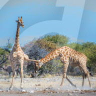 FEATURE - Kung Fu Giraffen im Etosha-Nationalpark