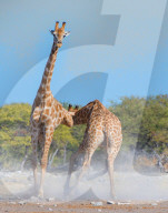 FEATURE - Kung Fu Giraffen im Etosha-Nationalpark