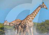 FEATURE - Kung Fu Giraffen im Etosha-Nationalpark