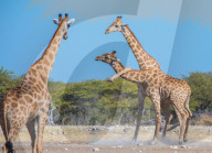 FEATURE - Kung Fu Giraffen im Etosha-Nationalpark