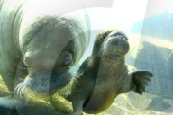 FEATURE -  Sieben Wochen altes Walross-Baby bei der ersten Schwimmrunde im Tierpark Hagenbeck