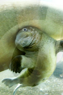 FEATURE -  Sieben Wochen altes Walross-Baby bei der ersten Schwimmrunde im Tierpark Hagenbeck