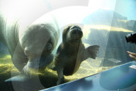 FEATURE -  Sieben Wochen altes Walross-Baby bei der ersten Schwimmrunde im Tierpark Hagenbeck