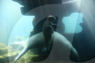FEATURE -  Sieben Wochen altes Walross-Baby bei der ersten Schwimmrunde im Tierpark Hagenbeck