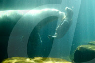 FEATURE -  Sieben Wochen altes Walross-Baby bei der ersten Schwimmrunde im Tierpark Hagenbeck