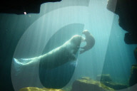FEATURE -  Sieben Wochen altes Walross-Baby bei der ersten Schwimmrunde im Tierpark Hagenbeck