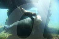 FEATURE -  Sieben Wochen altes Walross-Baby bei der ersten Schwimmrunde im Tierpark Hagenbeck