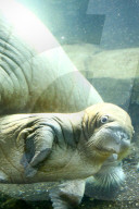FEATURE -  Sieben Wochen altes Walross-Baby bei der ersten Schwimmrunde im Tierpark Hagenbeck