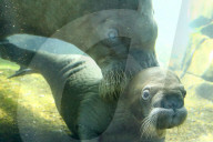 FEATURE -  Sieben Wochen altes Walross-Baby bei der ersten Schwimmrunde im Tierpark Hagenbeck