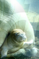 FEATURE -  Sieben Wochen altes Walross-Baby bei der ersten Schwimmrunde im Tierpark Hagenbeck