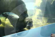 FEATURE -  Sieben Wochen altes Walross-Baby bei der ersten Schwimmrunde im Tierpark Hagenbeck