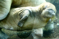 FEATURE -  Sieben Wochen altes Walross-Baby bei der ersten Schwimmrunde im Tierpark Hagenbeck