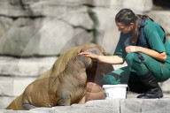 FEATURE -  Sieben Wochen altes Walross-Baby bei der ersten Schwimmrunde im Tierpark Hagenbeck