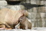 FEATURE -  Sieben Wochen altes Walross-Baby bei der ersten Schwimmrunde im Tierpark Hagenbeck