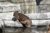FEATURE -  Sieben Wochen altes Walross-Baby bei der ersten Schwimmrunde im Tierpark Hagenbeck