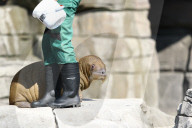 FEATURE -  Sieben Wochen altes Walross-Baby bei der ersten Schwimmrunde im Tierpark Hagenbeck