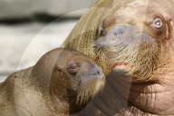 FEATURE -  Sieben Wochen altes Walross-Baby bei der ersten Schwimmrunde im Tierpark Hagenbeck