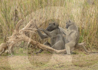FEATURE - Pix of the Day: Bilder des Tages