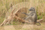 FEATURE - Pix of the Day: Bilder des Tages