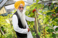 FEATURE - Riesengemüse aus Indien: 130 cm große Gurke dank täglichem Beten