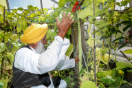FEATURE - Riesengemüse aus Indien: 130 cm große Gurke dank täglichem Beten