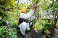 FEATURE - Riesengemüse aus Indien: 130 cm große Gurke dank täglichem Beten