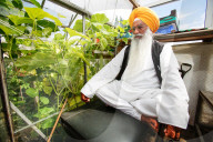 FEATURE - Riesengemüse aus Indien: 130 cm große Gurke dank täglichem Beten