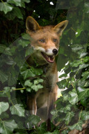 FEATURE - Fuchs steigt durch das Fenster und beisst Rentnerin
