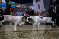 REPORTAGE - Traditionelle SchafbockkÃ¤mpfe in Java