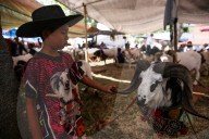 REPORTAGE - Traditionelle SchafbockkÃ¤mpfe in Java