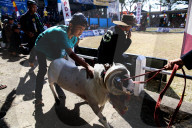REPORTAGE - Traditionelle SchafbockkÃ¤mpfe in Java