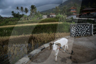 REPORTAGE - Traditionelle SchafbockkÃ¤mpfe in Java