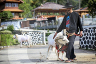 REPORTAGE - Traditionelle SchafbockkÃ¤mpfe in Java