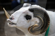 REPORTAGE - Traditionelle SchafbockkÃ¤mpfe in Java