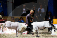 REPORTAGE - Traditionelle SchafbockkÃ¤mpfe in Java