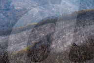 NEWS - USA: Waldbrände in Kalifornien