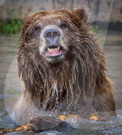 FEATURE - Grizzlybär posiert für Fotografen in Montana