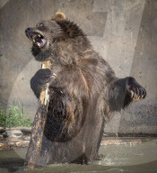 FEATURE - Grizzlybär posiert für Fotografen in Montana
