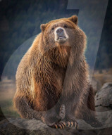 FEATURE - Grizzlybär posiert für Fotografen in Montana