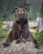 FEATURE - Grizzlybär posiert für Fotografen in Montana